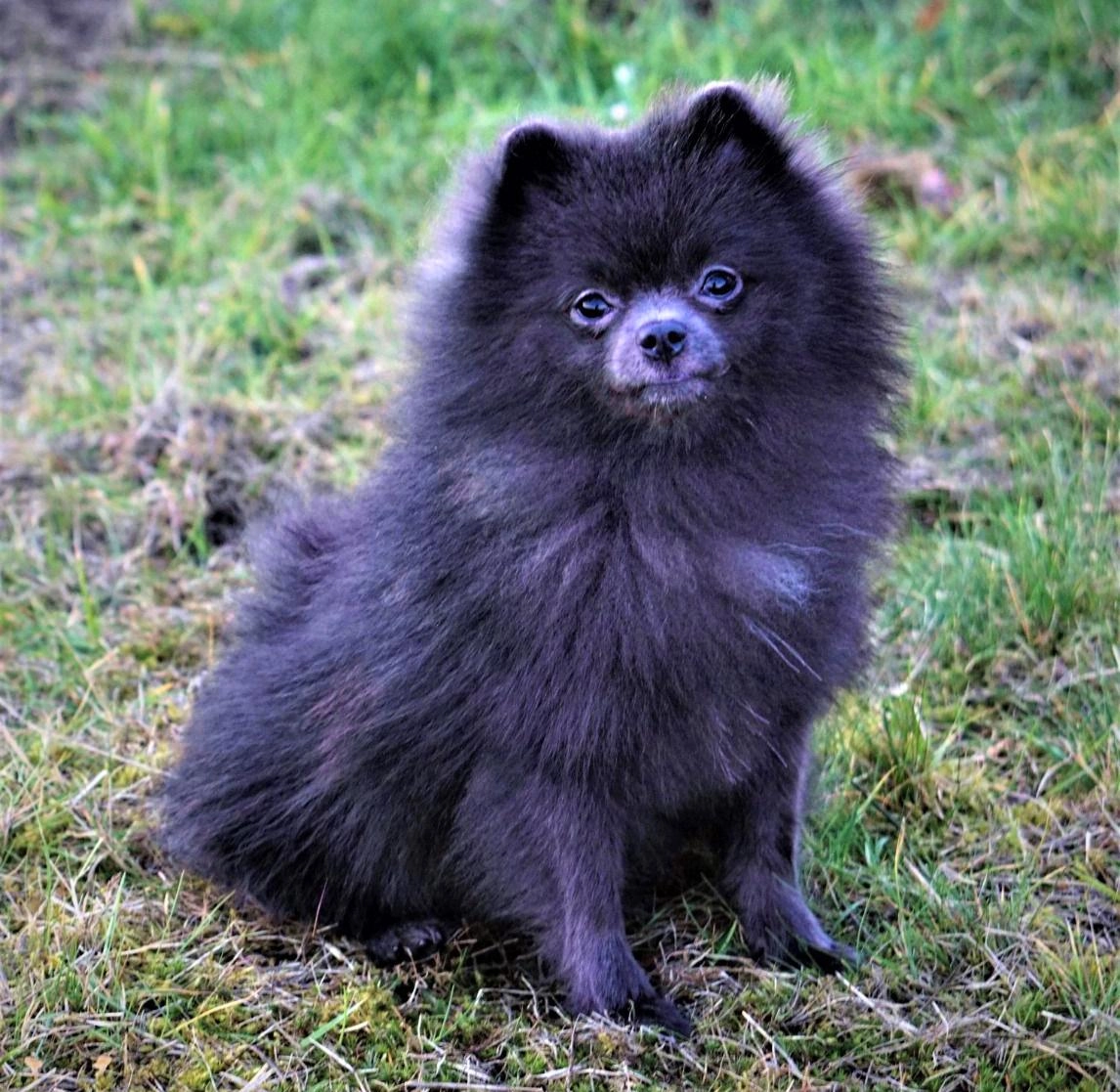 Chó phốc sóc pomeranian có những loại nào và giá bán - 11