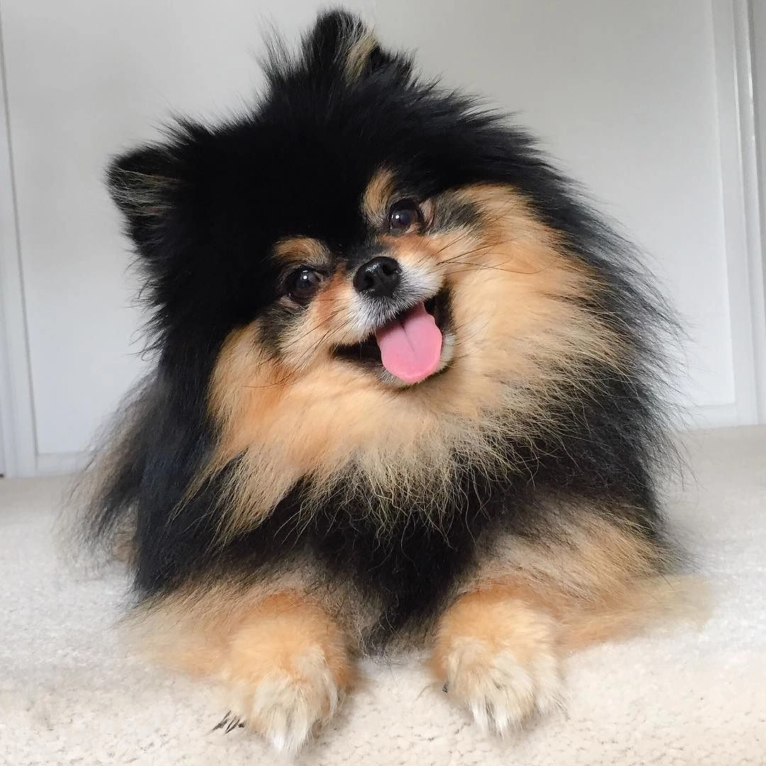 Chó phốc sóc pomeranian có những loại nào và giá bán - 12