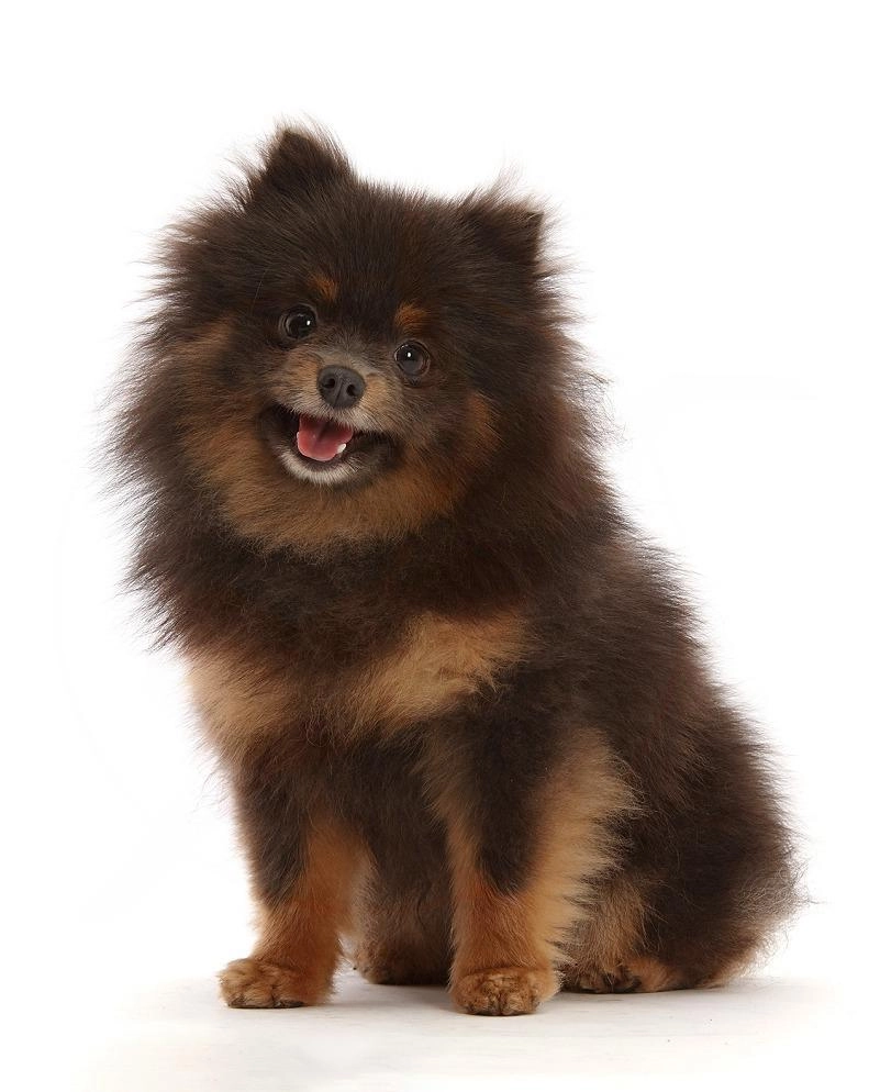 Chó phốc sóc pomeranian có những loại nào và giá bán - 13