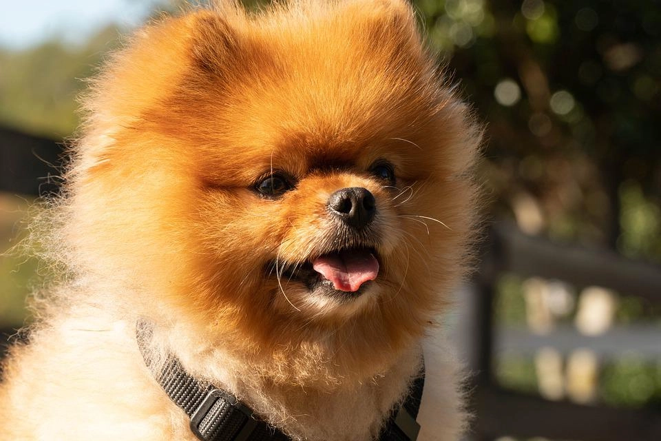 Chó phốc sóc pomeranian có những loại nào và giá bán - 16