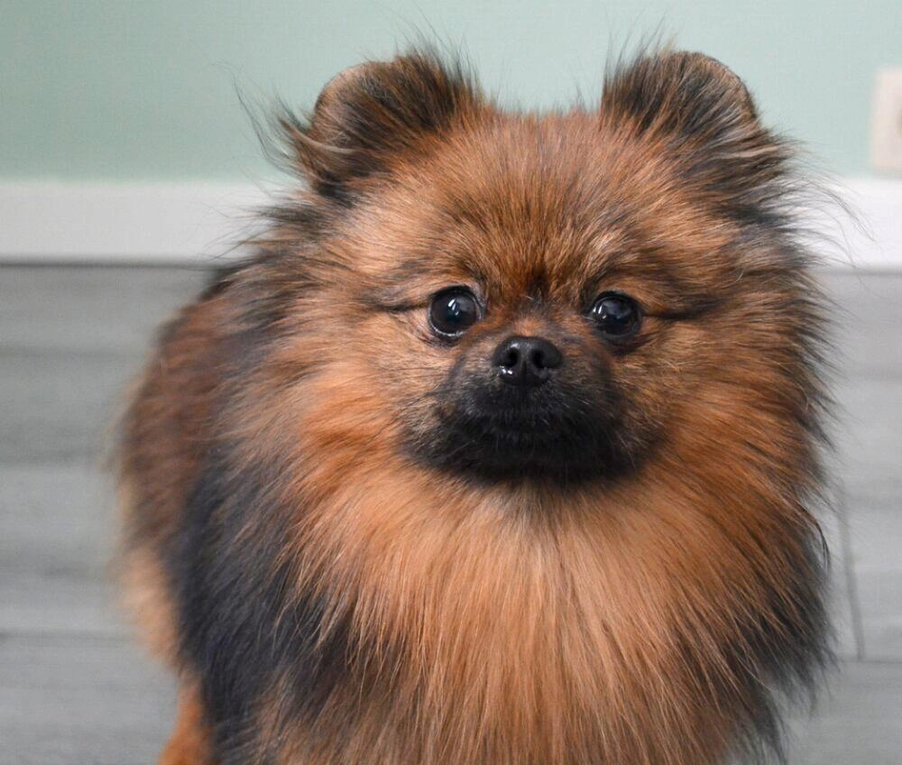 Chó phốc sóc pomeranian có những loại nào và giá bán - 21