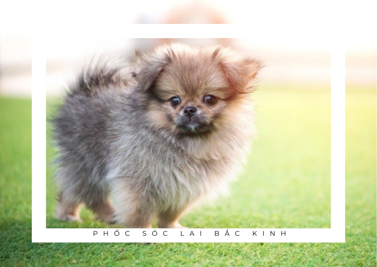 Chó phốc sóc pomeranian có những loại nào và giá bán - 22