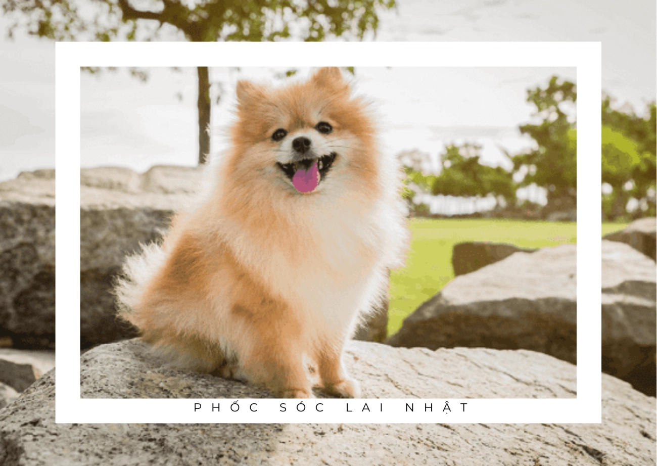 Chó phốc sóc pomeranian có những loại nào và giá bán - 23