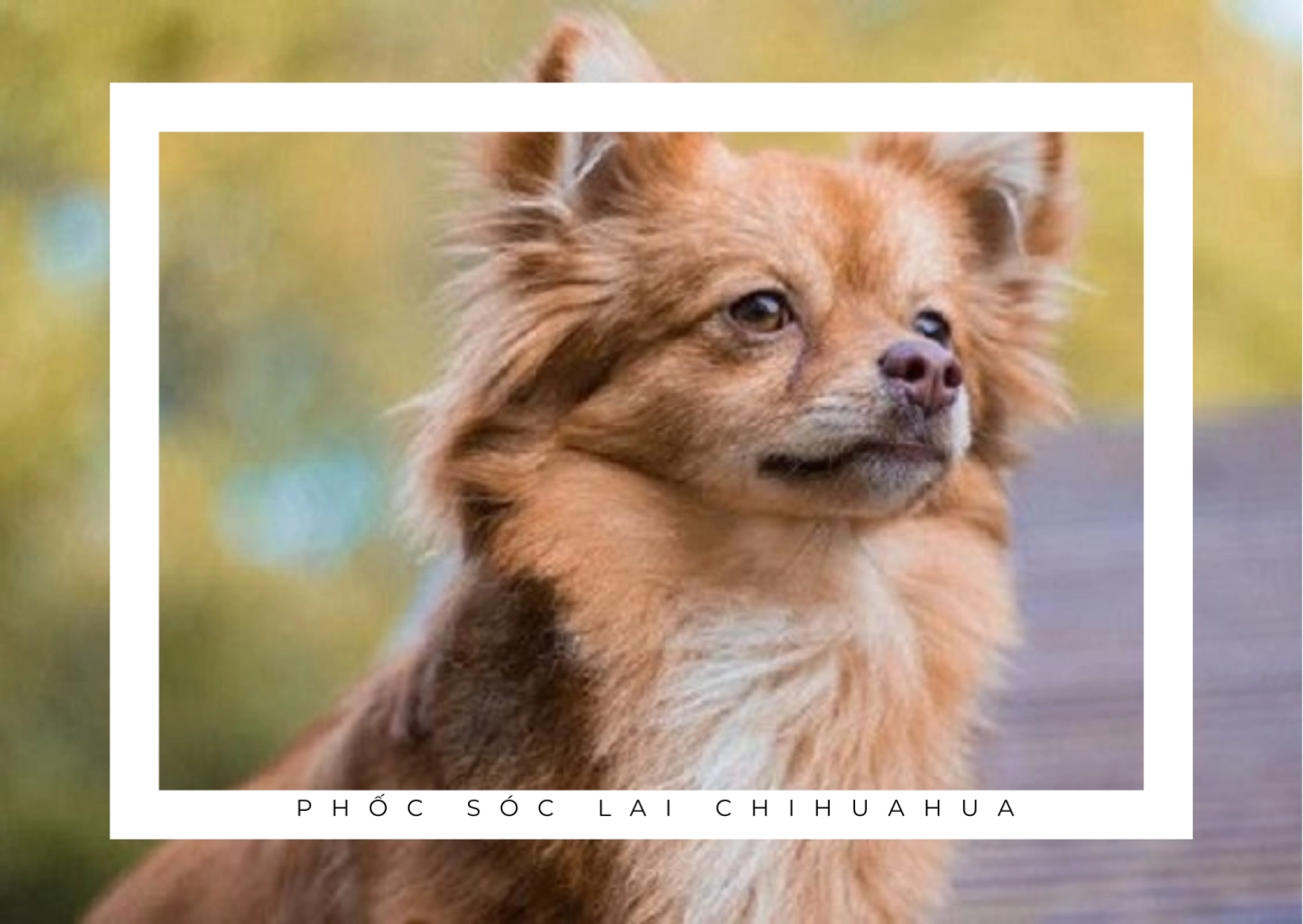 Chó phốc sóc pomeranian có những loại nào và giá bán - 27