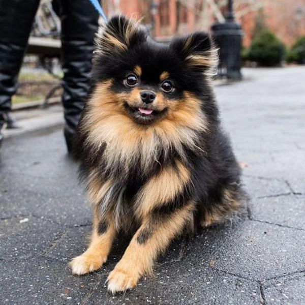 Chó phốc sóc pomeranian có những loại nào và giá bán - 29