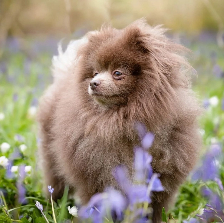 Chó phốc sóc pomeranian có những loại nào và giá bán - 39