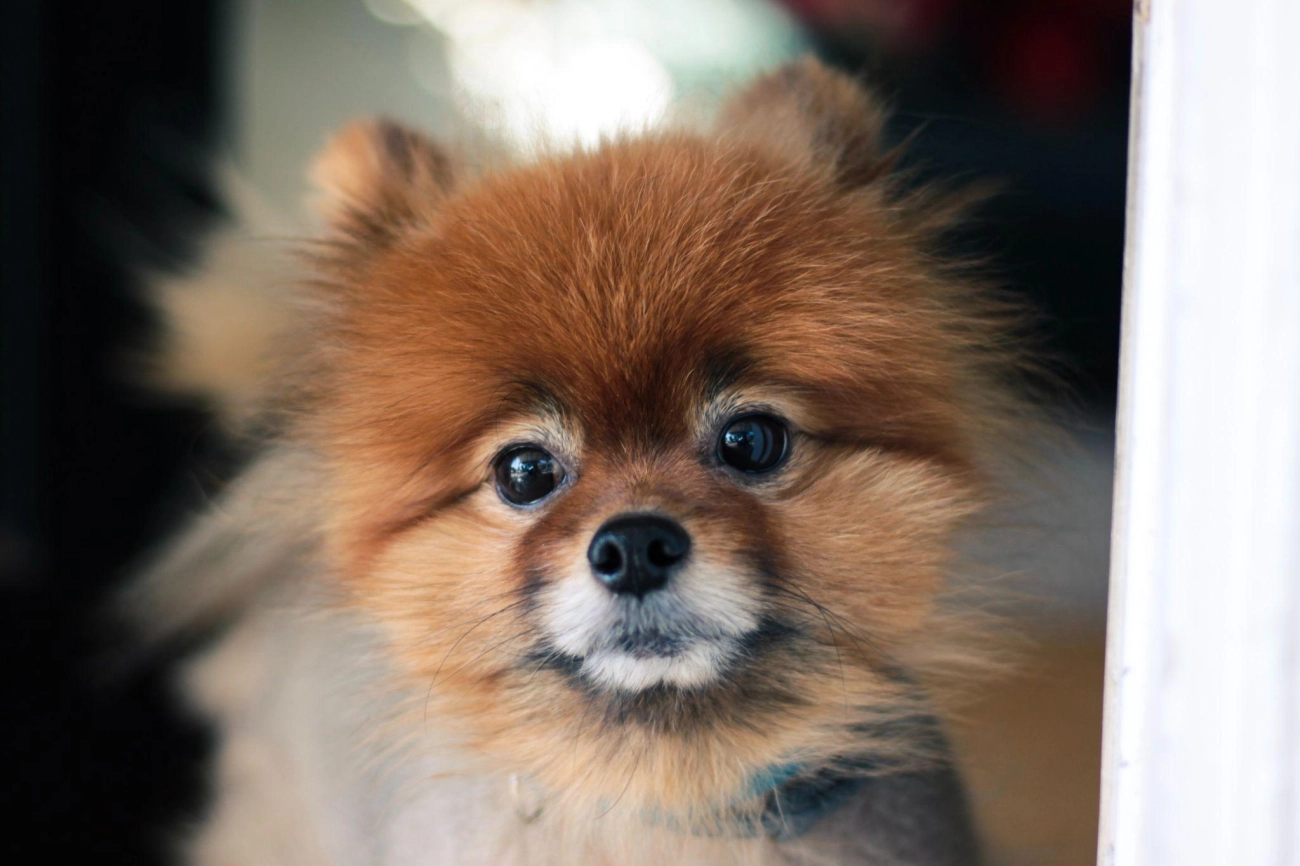 Chó phốc sóc pomeranian có những loại nào và giá bán - 42