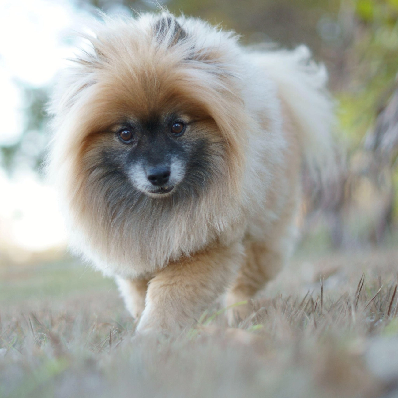 Chó phốc sóc pomeranian có những loại nào và giá bán - 45