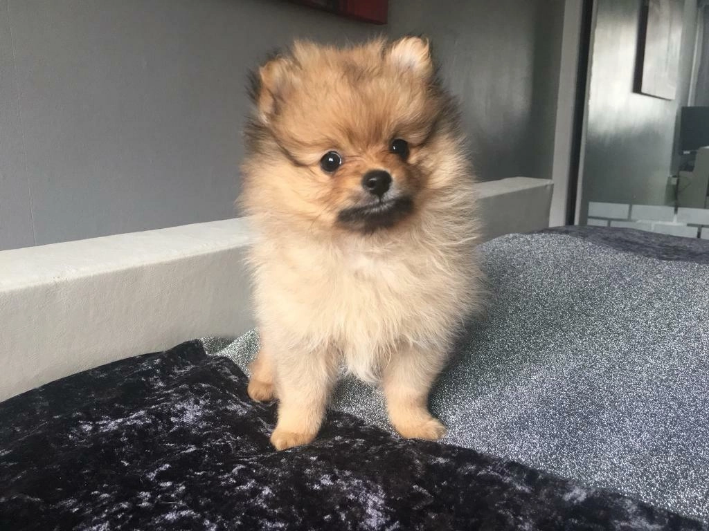 Chó phốc sóc pomeranian có những loại nào và giá bán - 46