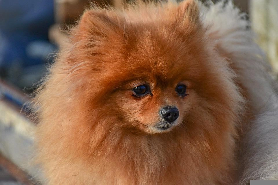 Chó phốc sóc pomeranian có những loại nào và giá bán - 48