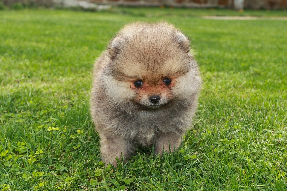 Chó phốc sóc pomeranian có những loại nào và giá bán - 50