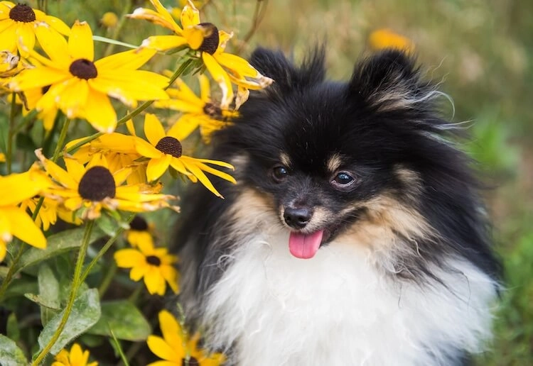 Chó phốc sóc pomeranian có những loại nào và giá bán - 51