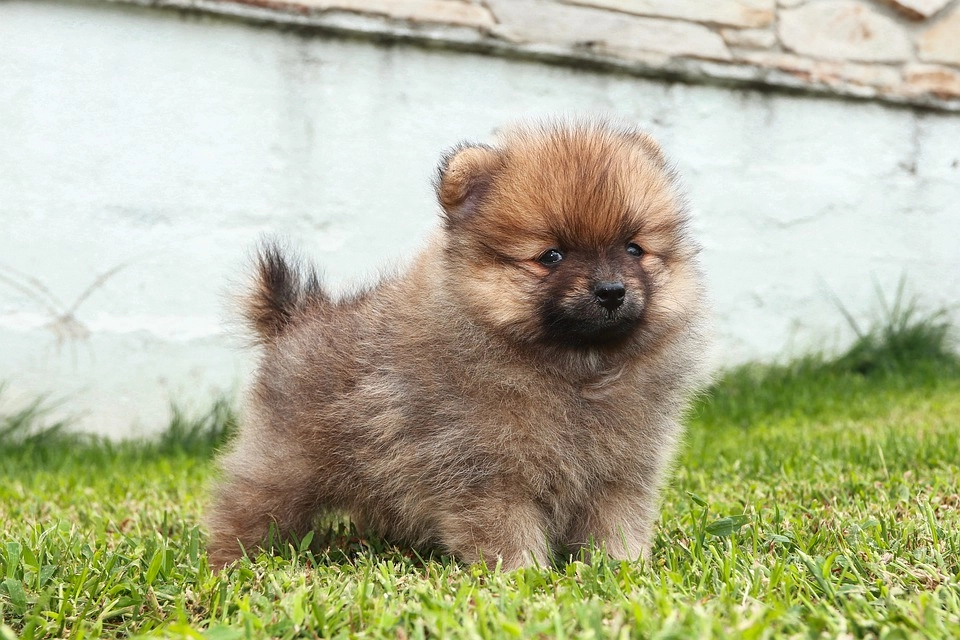 Chó phốc sóc pomeranian có những loại nào và giá bán - 52