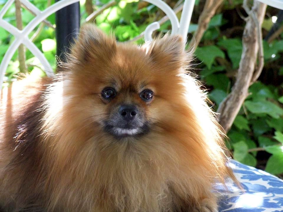 Chó phốc sóc pomeranian có những loại nào và giá bán - 53