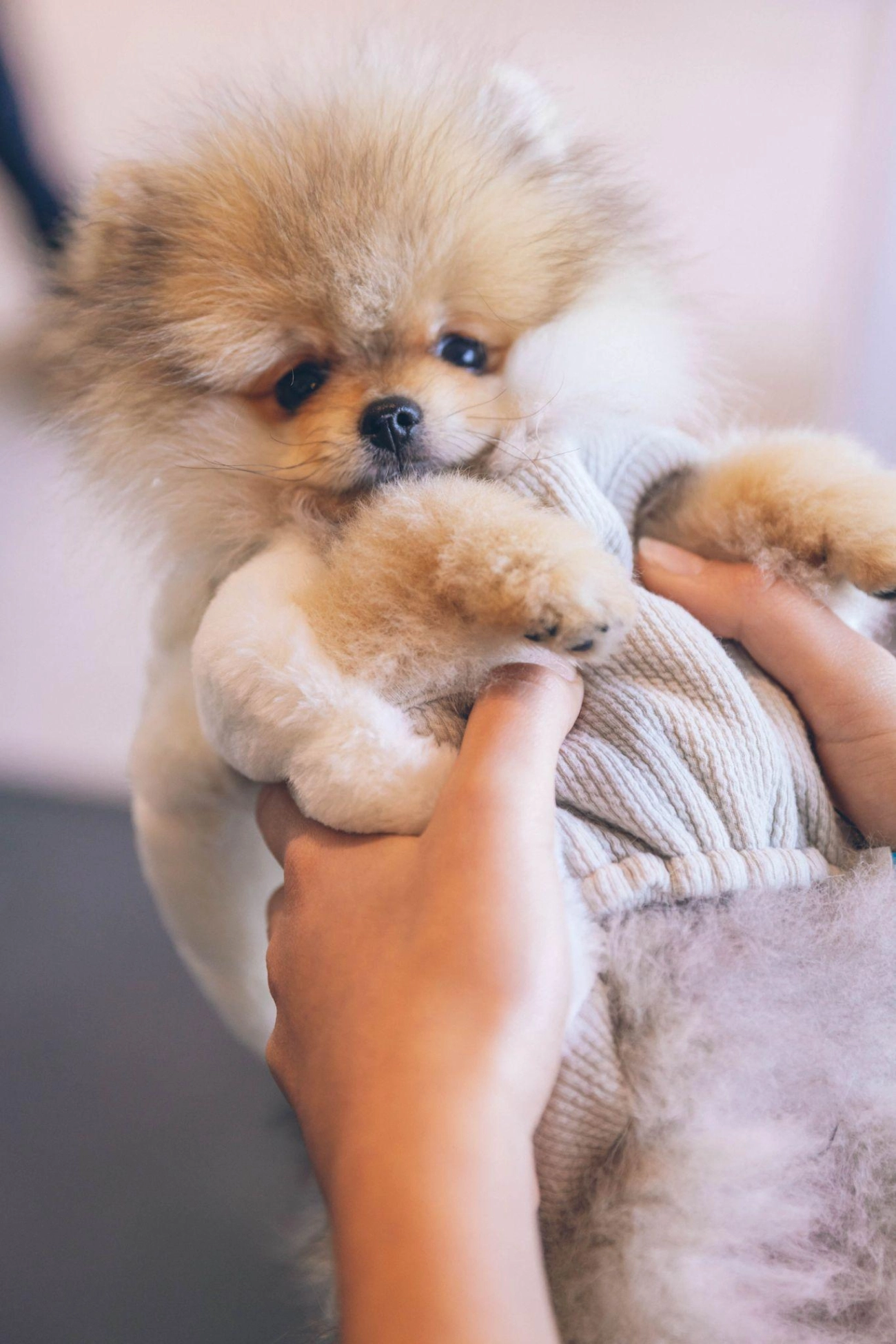 Chó phốc sóc pomeranian có những loại nào và giá bán - 55