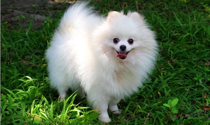 Chó phốc sóc pomeranian nguồn gốc đặc điểm và những sự thật thú vị - 1