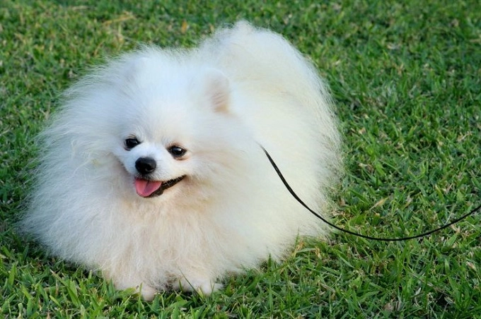 Chó phốc sóc pomeranian nguồn gốc đặc điểm và những sự thật thú vị - 3