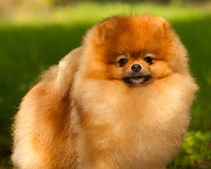 Chó phốc sóc pomeranian nguồn gốc đặc điểm và những sự thật thú vị - 4