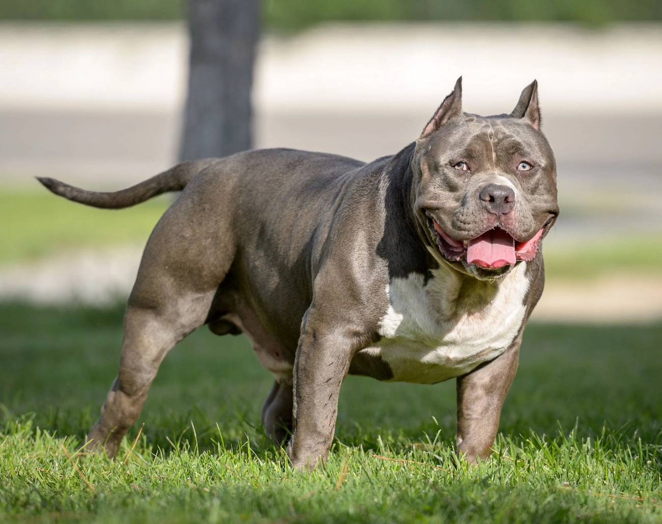 Chó pitbull - nguồn gốc đặc điểm giá bán và cách thuần hóa - 1