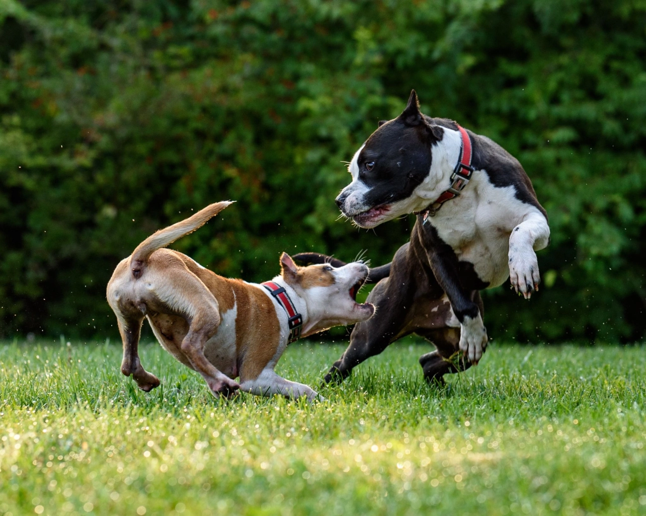 Chó pitbull - nguồn gốc đặc điểm giá bán và cách thuần hóa - 2