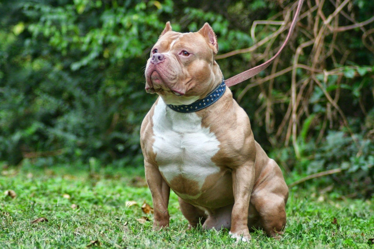 Chó pitbull - nguồn gốc đặc điểm giá bán và cách thuần hóa - 3