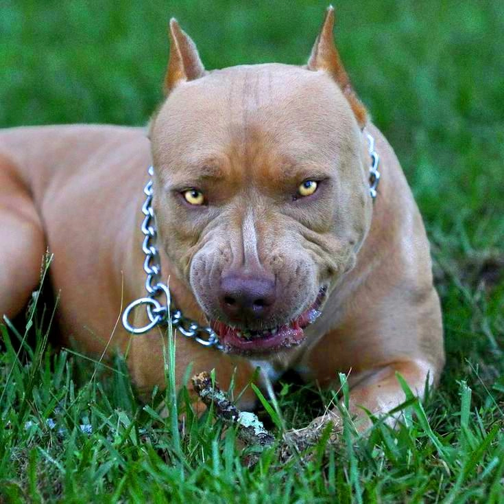 Chó pitbull - nguồn gốc đặc điểm giá bán và cách thuần hóa - 10