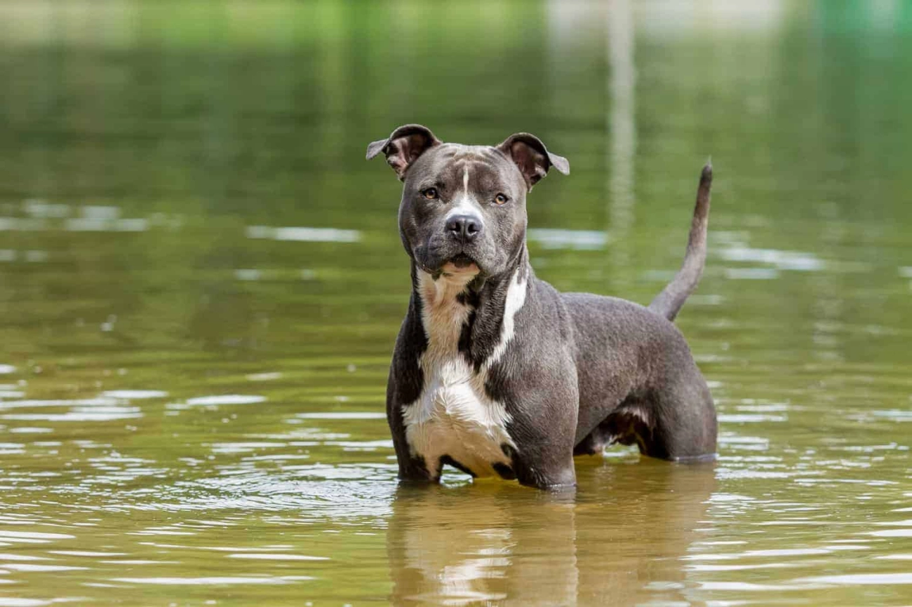 Chó pitbull - nguồn gốc đặc điểm giá bán và cách thuần hóa - 12