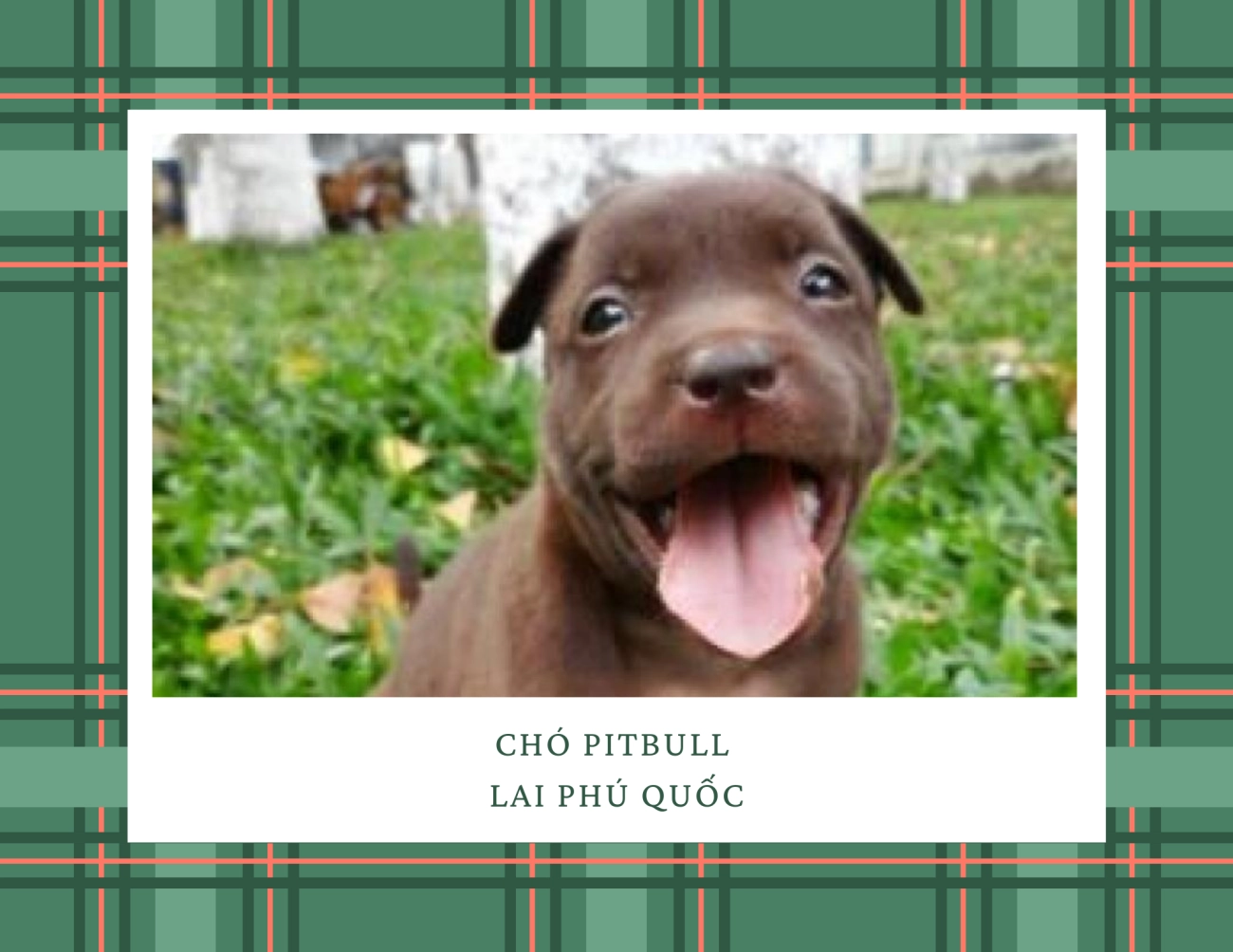 Chó pitbull - nguồn gốc đặc điểm giá bán và cách thuần hóa - 15
