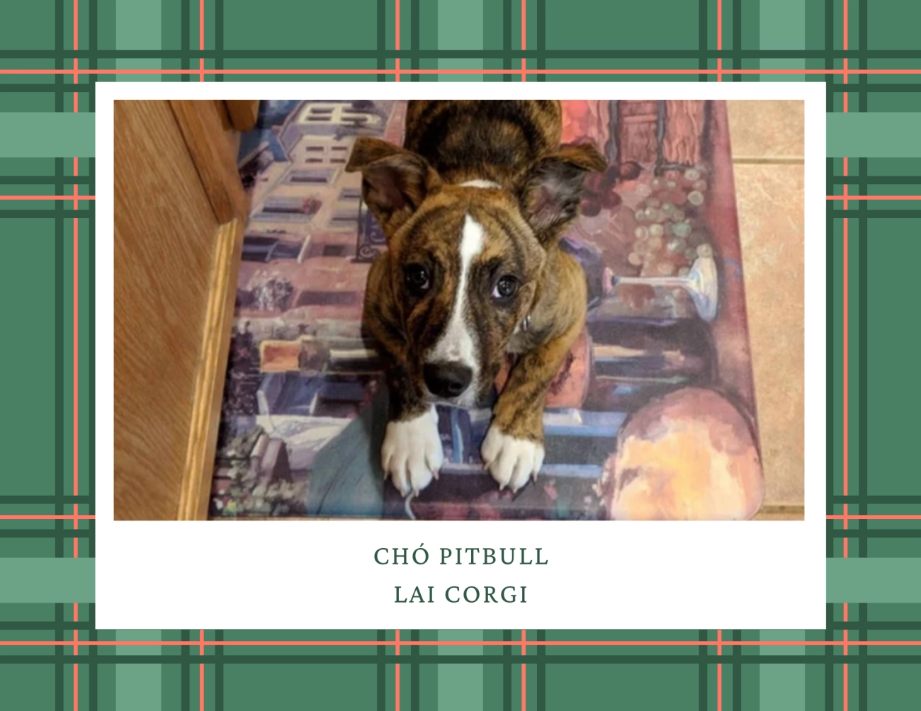 Chó pitbull - nguồn gốc đặc điểm giá bán và cách thuần hóa - 18