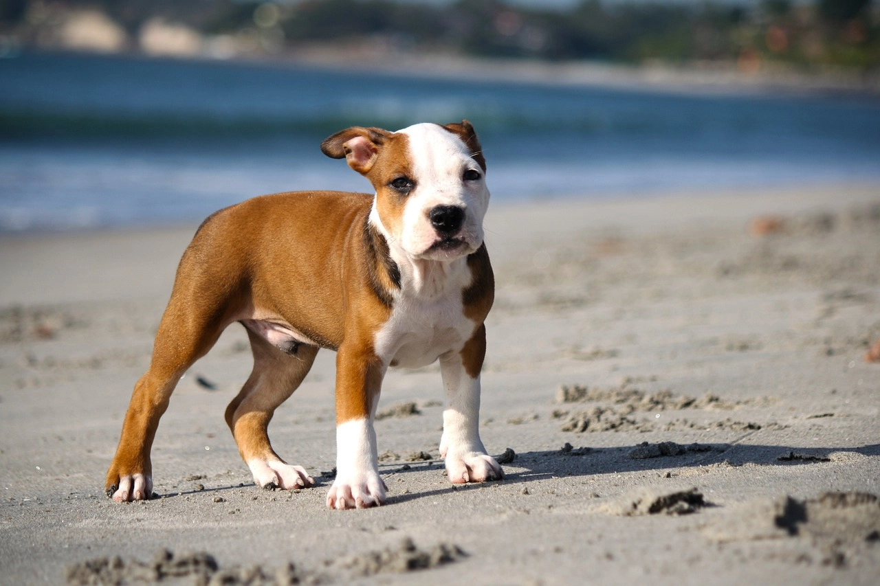 Chó pitbull - nguồn gốc đặc điểm giá bán và cách thuần hóa - 21