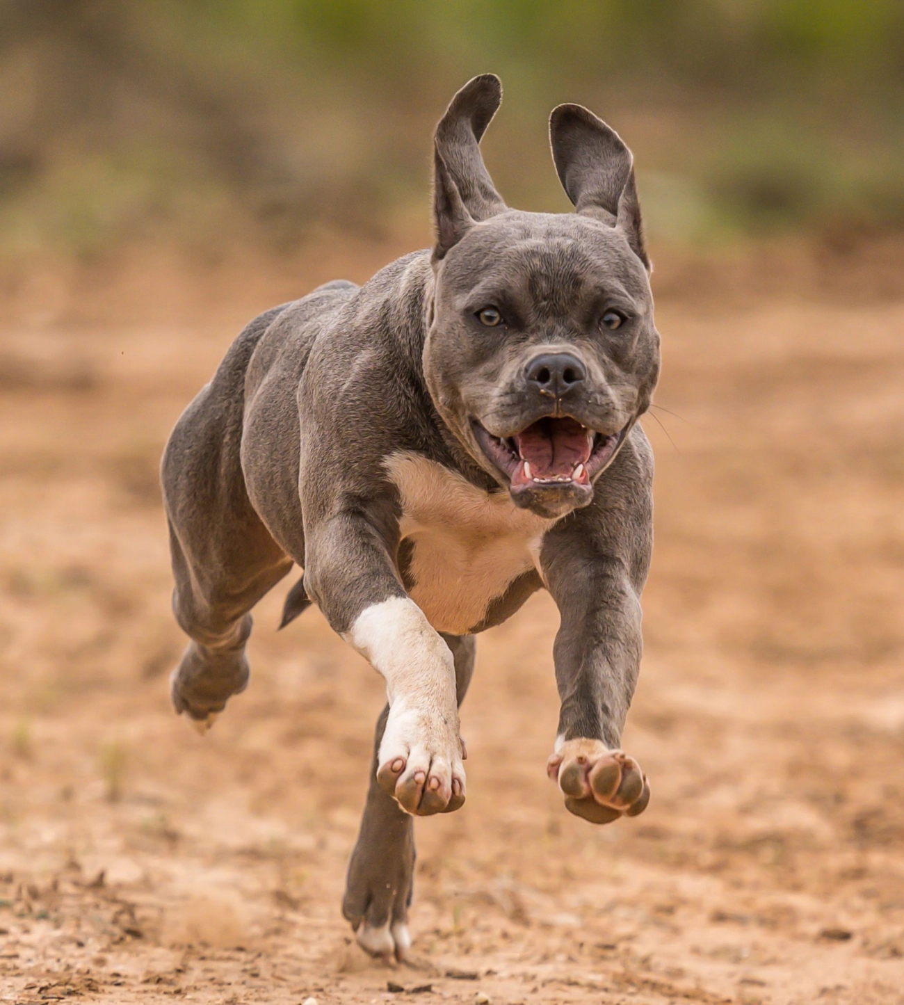 Chó pitbull - nguồn gốc đặc điểm giá bán và cách thuần hóa - 22