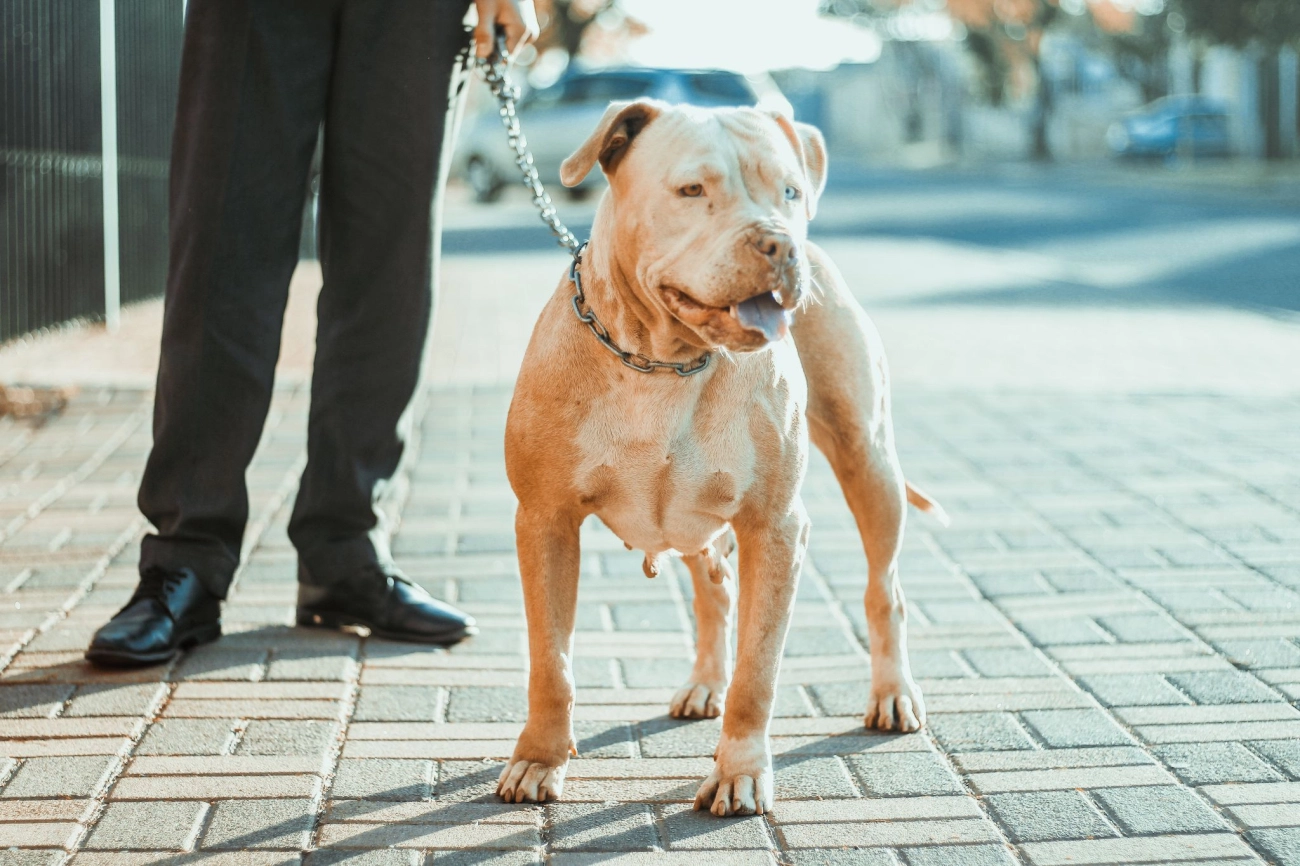 Chó pitbull - nguồn gốc đặc điểm giá bán và cách thuần hóa - 24