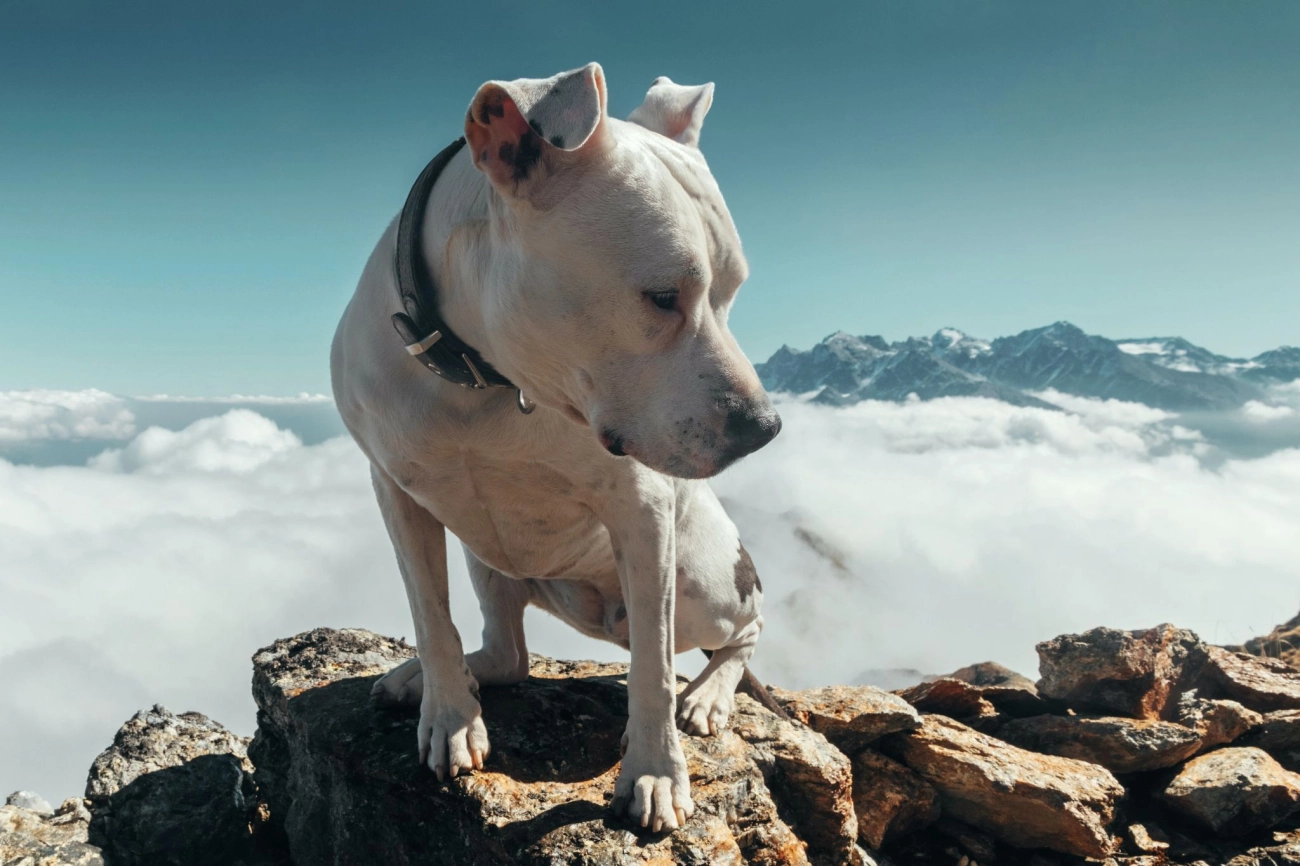 Chó pitbull - nguồn gốc đặc điểm giá bán và cách thuần hóa - 32