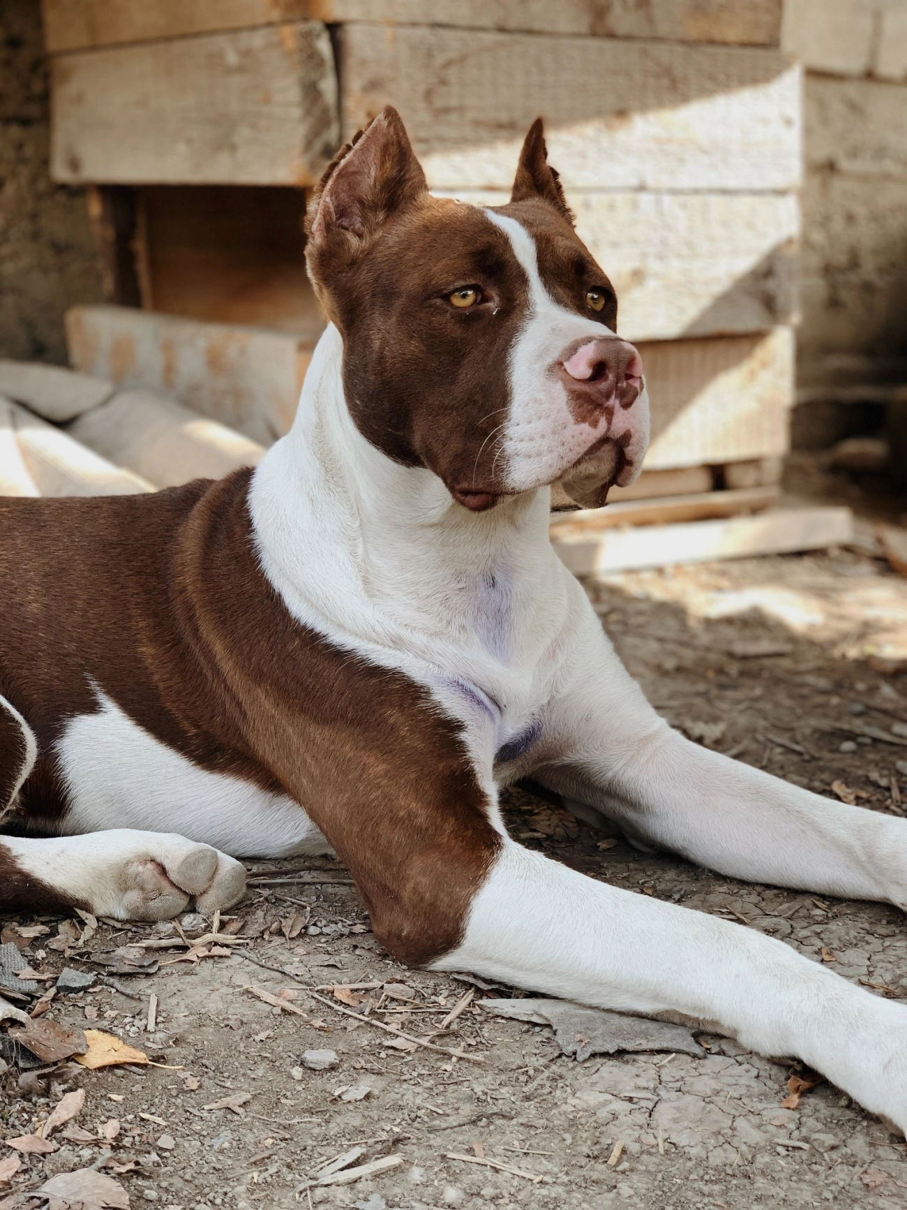 Chó pitbull - nguồn gốc đặc điểm giá bán và cách thuần hóa - 34