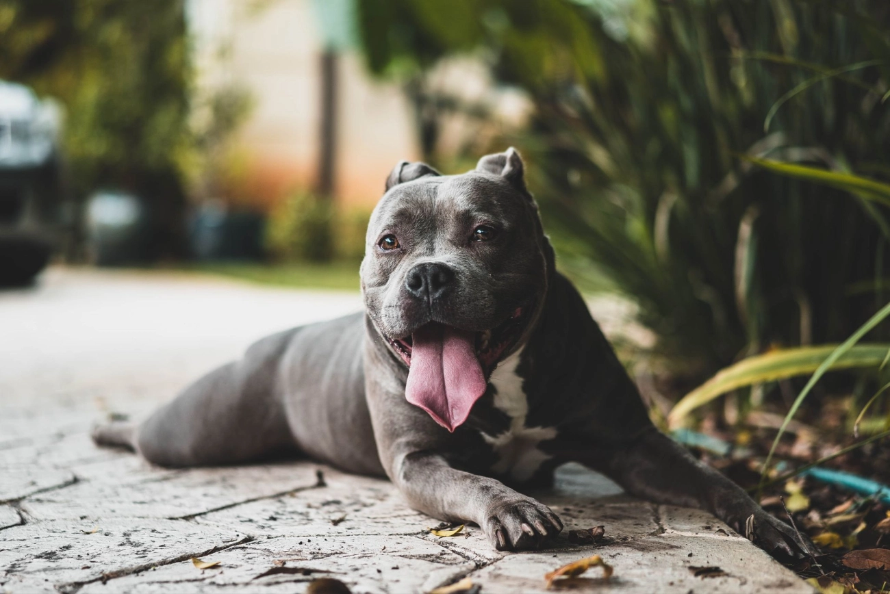 Chó pitbull - nguồn gốc đặc điểm giá bán và cách thuần hóa - 36