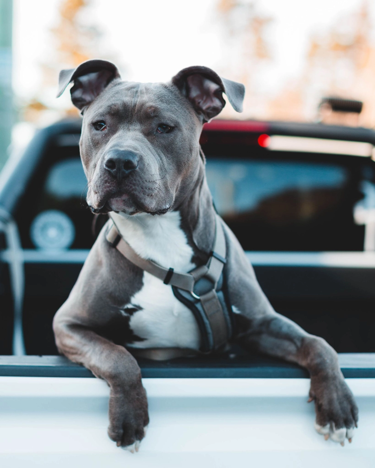 Chó pitbull - nguồn gốc đặc điểm giá bán và cách thuần hóa - 37