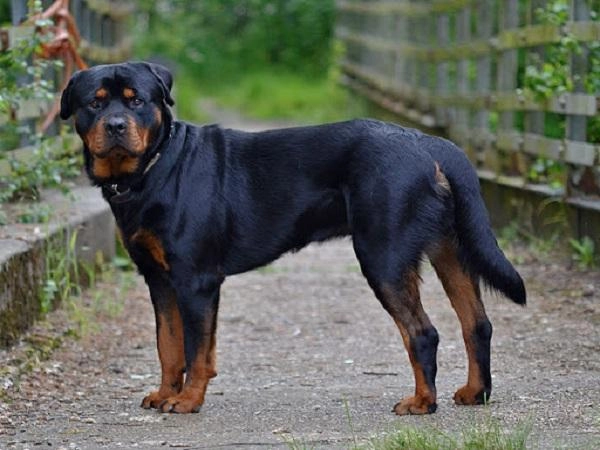 Chó rottweiler nguồn gốc đặc điểm và cách nuôi - 1