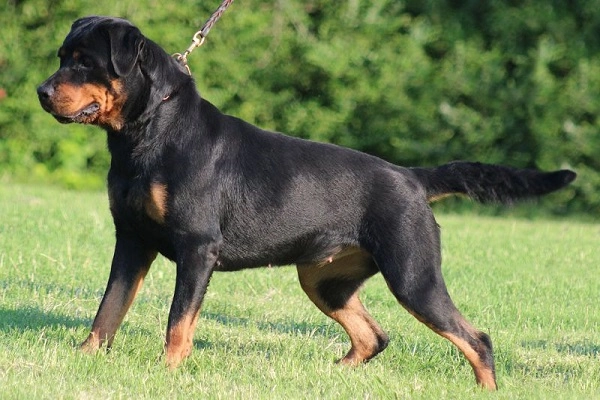 Chó rottweiler nguồn gốc đặc điểm và cách nuôi - 2