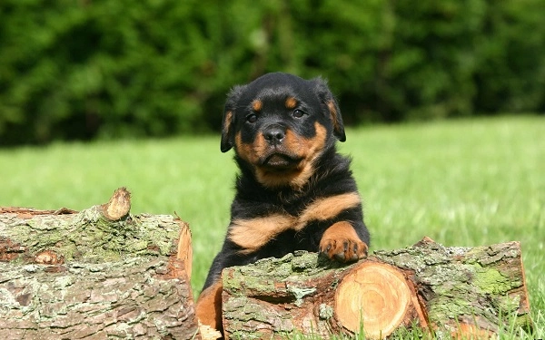 Chó rottweiler nguồn gốc đặc điểm và cách nuôi - 3