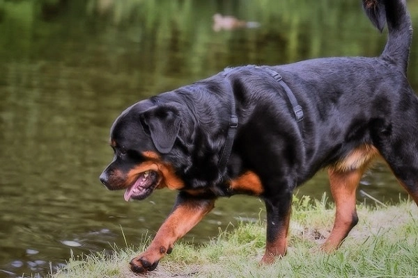 Chó rottweiler nguồn gốc đặc điểm và cách nuôi - 4