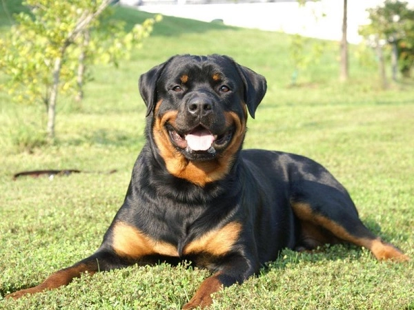 Chó rottweiler nguồn gốc đặc điểm và cách nuôi - 5