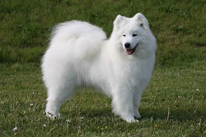 Chó samoyed thông tin hình ảnh đặc điểm và cách nuôi tốt nhất - 2