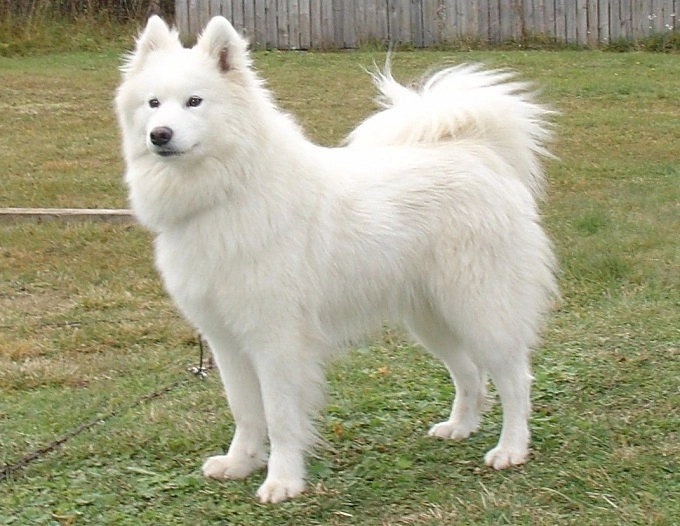 Chó samoyed thông tin hình ảnh đặc điểm và cách nuôi tốt nhất - 3