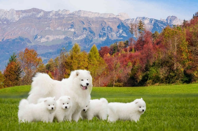 Chó samoyed thông tin hình ảnh đặc điểm và cách nuôi tốt nhất - 4
