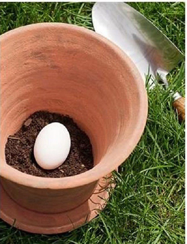 Chôn 1 quả trứng dưới đáy chậu 3 ngày sau cây lớn nhanh thần tốc hoa tuôn như suối - 2