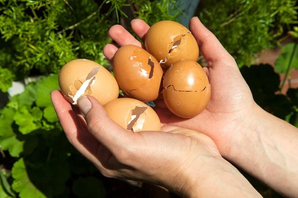 Chôn 1 quả trứng dưới đáy chậu 3 ngày sau cây lớn nhanh thần tốc hoa tuôn như suối - 3