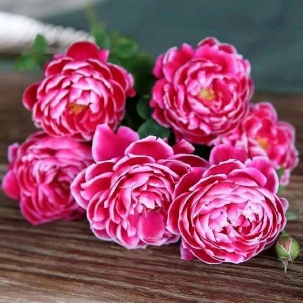 Chọn loại này để trồng hoa vào mùa đông hoa đẹp như giả nở hương thơm ngào ngạt - 3
