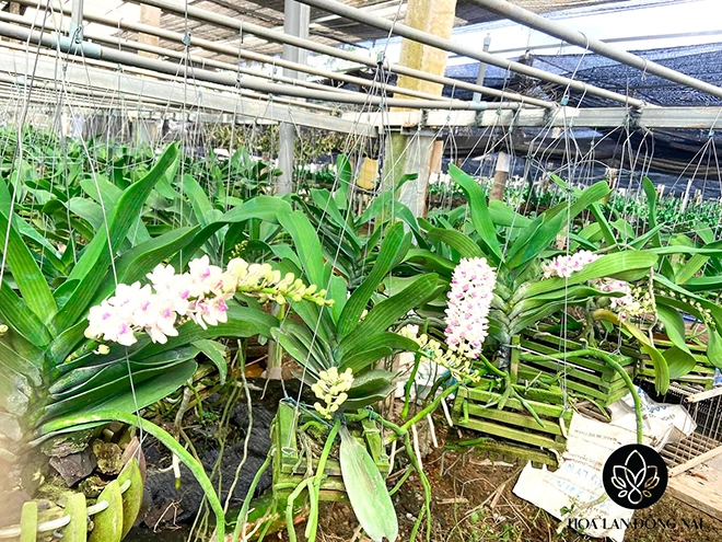 Chủ vườn hoa lan đồng nai chia sẻ 5 lý do lan ngọc điểm được chuộng trong 2022 - 3