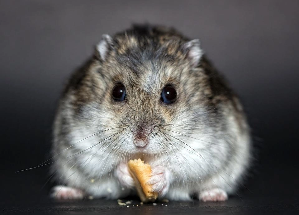 Chuột hamster - phân loại giá bán và cách chăm sóc chuột đẹp khỏe mạnh - 1