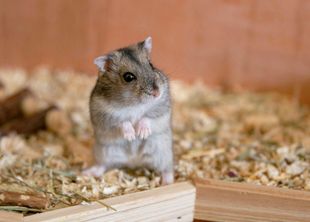 Chuột hamster - phân loại giá bán và cách chăm sóc chuột đẹp khỏe mạnh - 2
